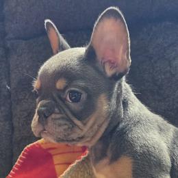 French Bulldogs from 35th Street Doggy District