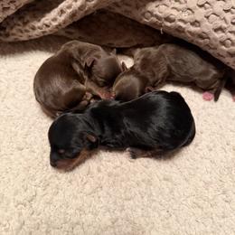 Puppy C - Black and tan male Yorkshire Terrier puppy in Hudson, Florida from MCM Acres