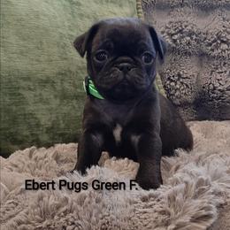 Black female 1 - Black female Pug puppy in Saint Helens, Oregon from Ebert Golden Retrievers & Pugs