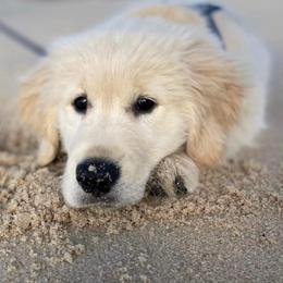 Golden Retriever and Labrador Retriever Puppies from Golden Bundles