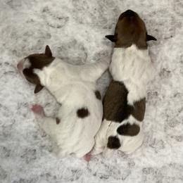 Chocolate tri piebald female - White and chocolate female Teddy Roosevelt Terrier puppy in Russellville, Kentucky from Mud-E Acres Kennel