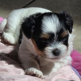 Biewer Terrier and Yorkshire Terrier Puppies from Treasures of Neptune Cove