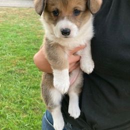 Pembroke Welsh Corgi Puppies from Red Wagon Farm