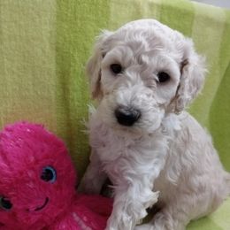 Poodle Puppies from Hickory Hills Poodles