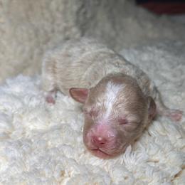 Crème de la crème - Cream male Poodle puppy in Griffin, Georgia from Rawls Lovely Little Tots