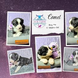Australian Shepherd, Great Dane, and Great Pyrenees Puppies from AEW Farm
