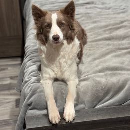 Bailey - Border Collie