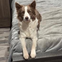 Bailey - Border Collie