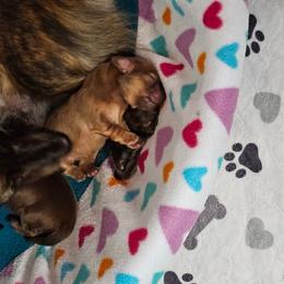 Scotch - Cream male Dachshund puppy in Sarasota County, Florida from Donna's Mini Joys