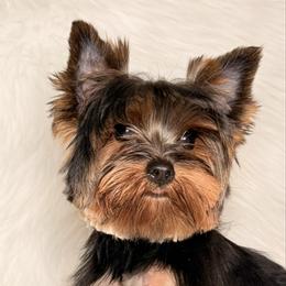 Yorkshire Terrier puppies from York-Chi House