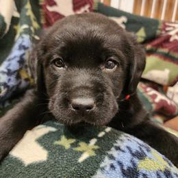 Red - Black male Labrador Retriever puppy in Siloam Springs, Arkansas from Karemy Kennels (Karemy Labradors)