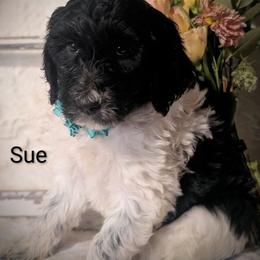 Sue - Black and white female Sheepadoodle puppy in Berwick, Pennsylvania from Wright’s Wiggle Butts
