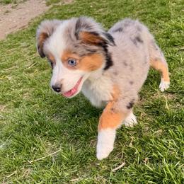 Joy - Blue merle female Miniature American Shepherd puppy in Tonasket, Washington from V5 Aussies
