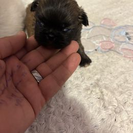 Pekingese and Poodle Puppies from Dogs lovers