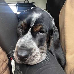 Bluetick Coonhound and Poodle Puppies from Dejah Bleu Kennels