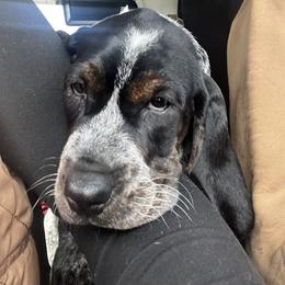 Bluetick Coonhound and Poodle Puppies from Dejah Bleu Kennels
