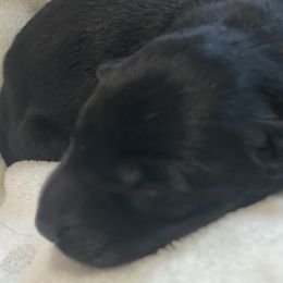 German Shepherd Puppies from Markenhaus Working German Shepards