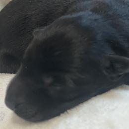 German Shepherd Puppies from Markenhaus Working German Shepards