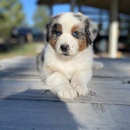 Australian Shepherd Puppies from 5280 Australian Shepherd
