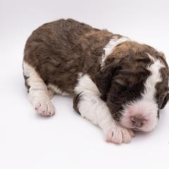Bernedoodle, Saint Berdoodle, and Sheepadoodle Puppies from Yankee Doodle Puppies