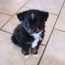 Autumn - Black tri male Toy Australian Shepherd puppy in Albia, Iowa from J Bar M Toy and Mini Aussies