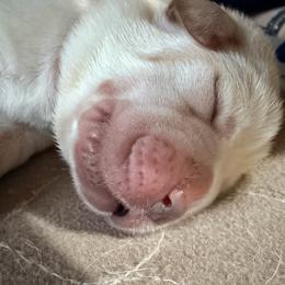 Boy 1 - Yellow male Labrador Retriever puppy in Hoosick Falls, New York from Findaway Labradors