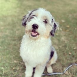 Bernedoodles and Sheepadoodles from Lawrenson Doodles