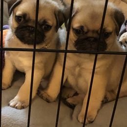 Multiple pictures of all three - Fawn male Pug puppy in Leland, North Carolina from JR’s Pugs
