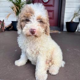 Adobo - Parti male Goldendoodle puppy in Brooksville, Florida from Spring Prairie Doodles