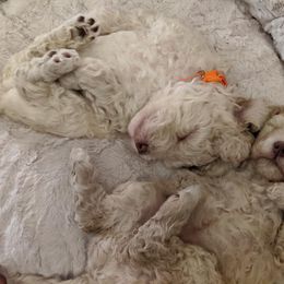 Barbet Puppies from Chateau Barbets