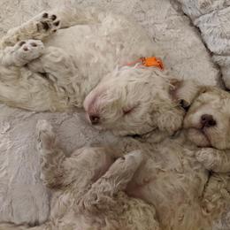 Barbet Puppies from Chateau Barbets