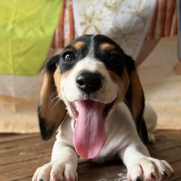 Bronco - Piebald male Dachshund puppy in Pflugerville, Texas from Dream A Dream Dachshunds