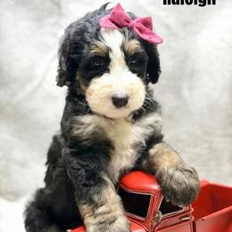 Raleigh - Tri-color female Bernedoodle puppy in Williamson, New York from Lakeside Doodles