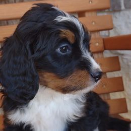 Bernedoodles, Goldendoodles, and Poodles from Donnasdoodlebugs