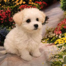 Krispie - White female Maltese puppy in North Myrtle Beach, South Carolina from Perfect Puppies