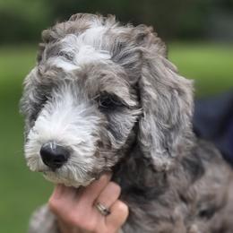 Girl 1 - female Bernedoodle puppy in North Prairie, Wisconsin from Sandra Bucher