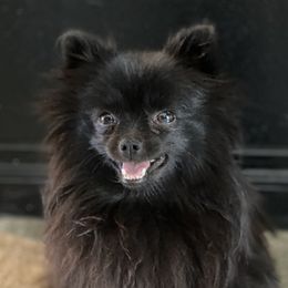Raven - Pomeranian