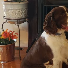 Blake - English Springer Spaniel