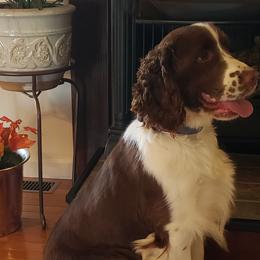 Blake - English Springer Spaniel