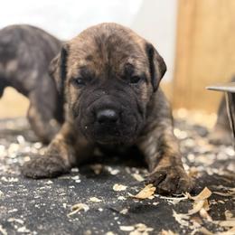 Finn - Brindle male Boerboel puppy in Delta, Colorado from SATA Kennels