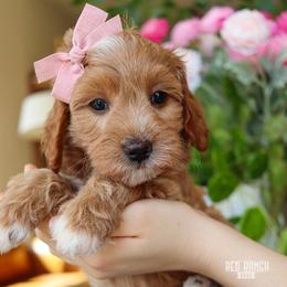April - Apricot female Goldendoodle puppy in Salado, Texas from Red Ranch Dogs