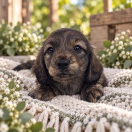 Blaze - Brindle male Dachshund puppy in Rogue River, Oregon from Bear Feet Dachshunds