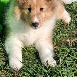 Shetland Sheepdogs from Krayola Shelties