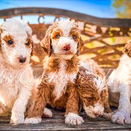 Bernedoodle, Goldendoodle, and Poodle Puppies from Doaks Creek Doodles