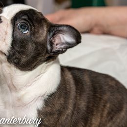 Boston Terrier Puppies from Canterbury Tails Boston Terriers