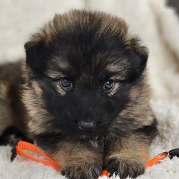 Orange Collar - Sable German Shepherd puppy in Deer Park, Alabama from Von Richardson Elite German Shepherds