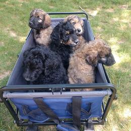 Goldendoodle Puppies from Cane Creek Goldendoodles