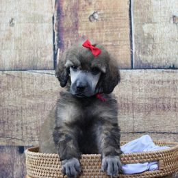 "Female" Vhagar "Pink collar" sable - Sable Poodle puppy in Hazard, Kentucky from Suited N Booted Standards