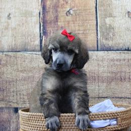 "Female" Vhagar "Pink collar" sable - Sable Poodle puppy in Hazard, Kentucky from Suited N Booted Standards