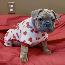 Walter - Blue fawn male French Bulldog puppy in Pine Township, Pennsylvania from BlueCairo Frenchies